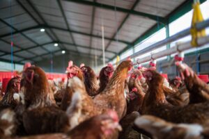 Avian Flu Risk